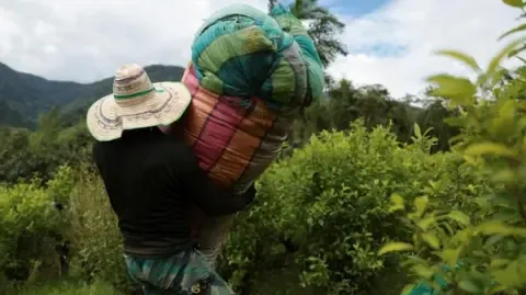 US Labels Colombia as Non-Cooperative in Drug War