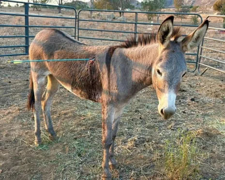 Burro Healing Following Recent Bow Assault on Wild Burros in California