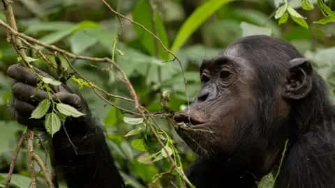 Apes Drinking a Daily Dose of a Beer Daily from Overripe Fruit, Research Reveals