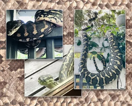 Welcoming the Snakes in My Ceiling: A Journey from Anxiety to Admiration