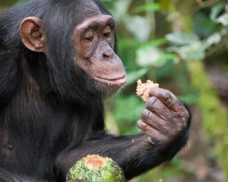 Wild Chimps Drink Everyday Ethanol Equivalent to a Beer from Ripe Fruit